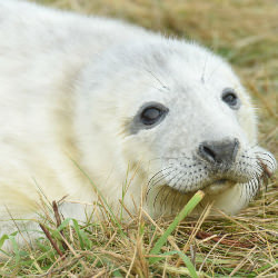 Picture Of Such cuties! Lincolnshire`s amazing Donna Nook seal pups Picture Of Such cuties! Lincolnshire`s amazing Donna Nook seal pups